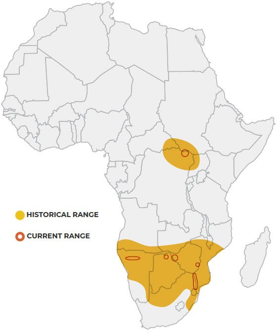 Where Do White Rhinoceross Live? Habitat And Distribution Explained