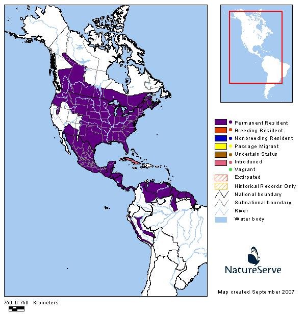 Where Do White-Tailed Deers Live? Habitat And Distribution Explained