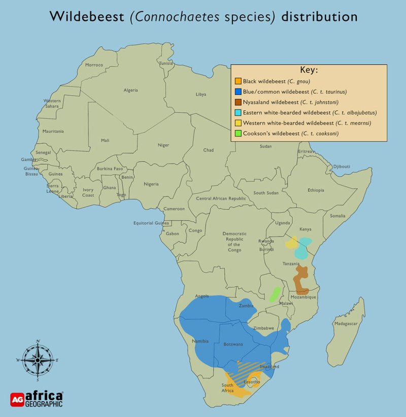 Where Do Wildebeests Live? Habitat And Distribution Explained