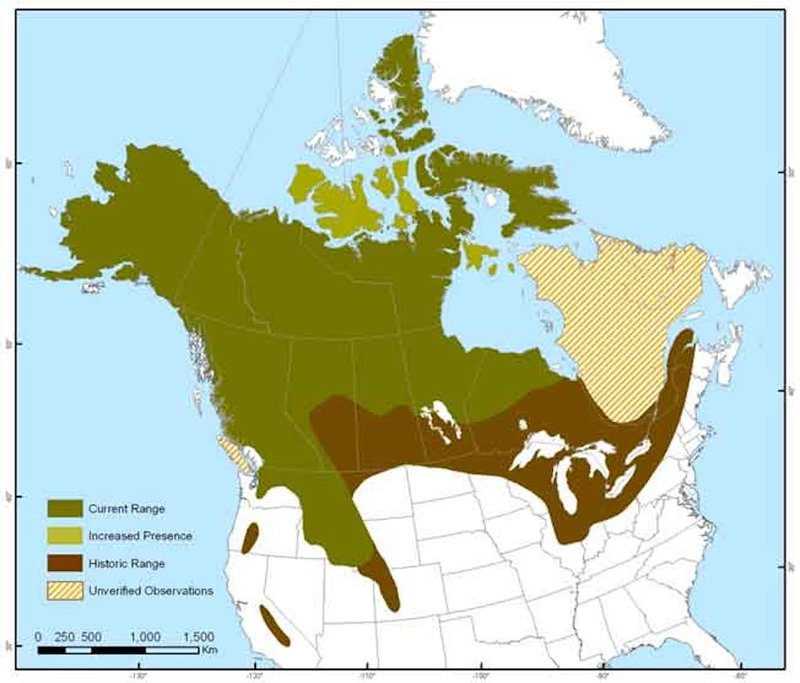 Where Do Wolverines Live? Habitat And Distribution Explained