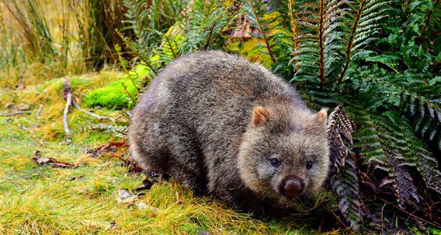 Where Do Wombats Live? Habitat And Distribution Explained