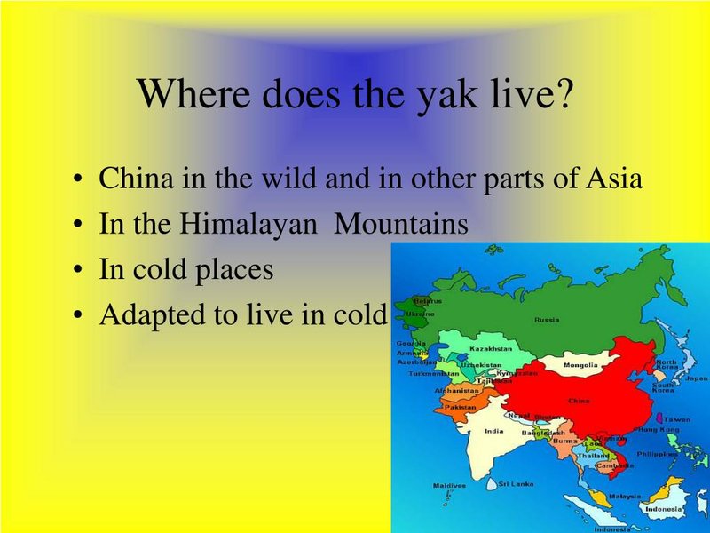 Where Do Yaks Live? Habitat And Distribution Explained
