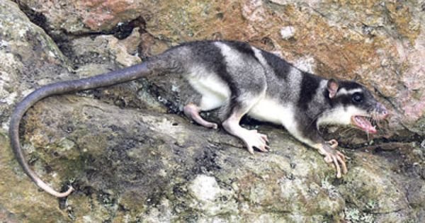 Where Do Yapoks Live? Habitat And Distribution Explained