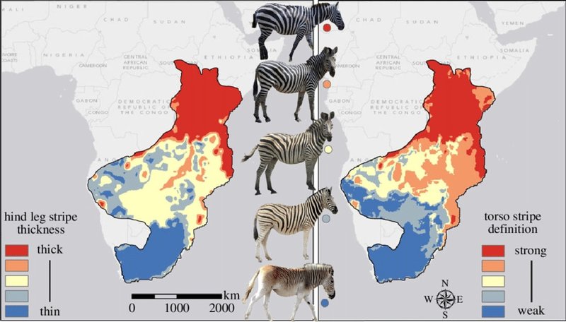 Where Do Zebras Live? Habitat And Distribution Explained