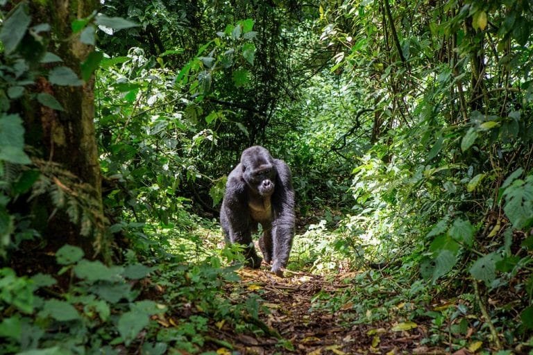 Where Do Zorillas Live? Habitat And Distribution Explained