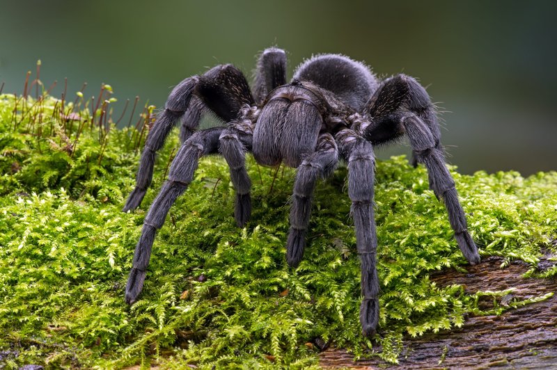 Where Is The Brazilian Black Tarantula Found In The Wild?