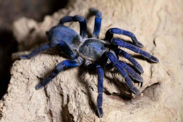 Where Is The Cobalt Blue Tarantula Found In The Wild?