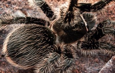 Where Is The Curly Hair Tarantula Found In The Wild?