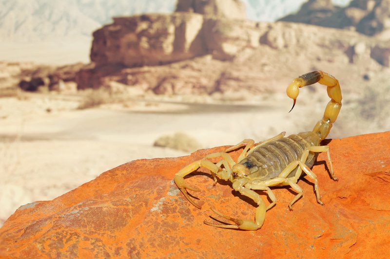 Where Is The Deathstalker Scorpion Commonly Found?