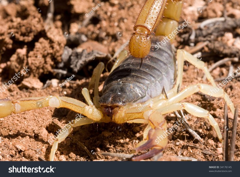 Where Is The Giant Hairy Scorpion Commonly Found?