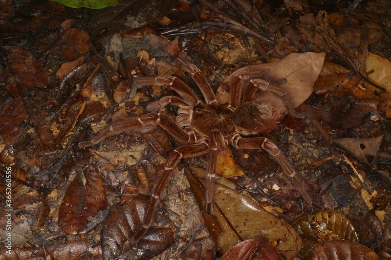 Where Is The Goliath Birdeater Found In The Wild?