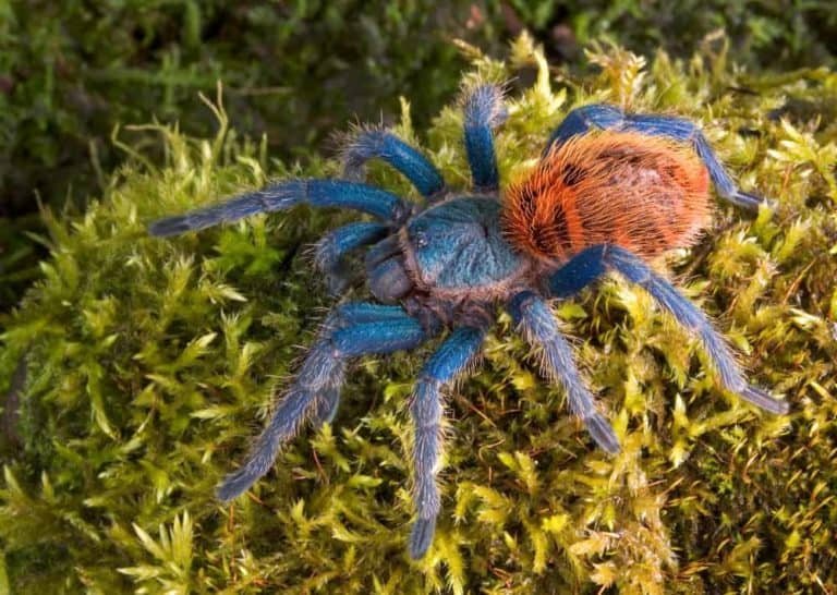 Where Is The Greenbottle Blue Tarantula Found In The Wild?