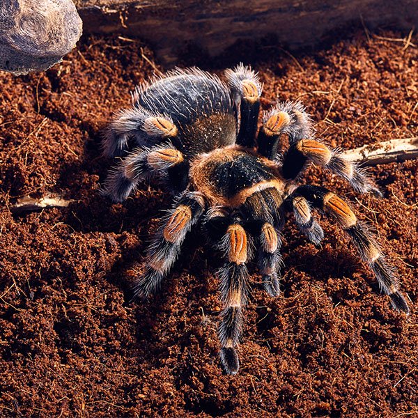 Where Is The Mexican Redknee Tarantula Found In The Wild?