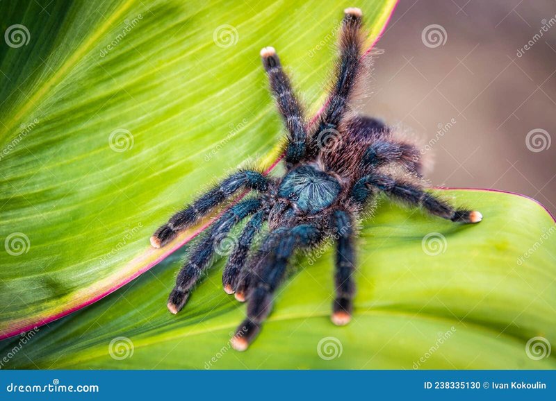 Where Is The Pink Toe Tarantula Found In The Wild?