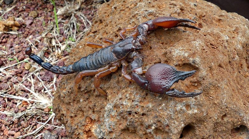 Where Is The Red Claw Scorpion Commonly Found?