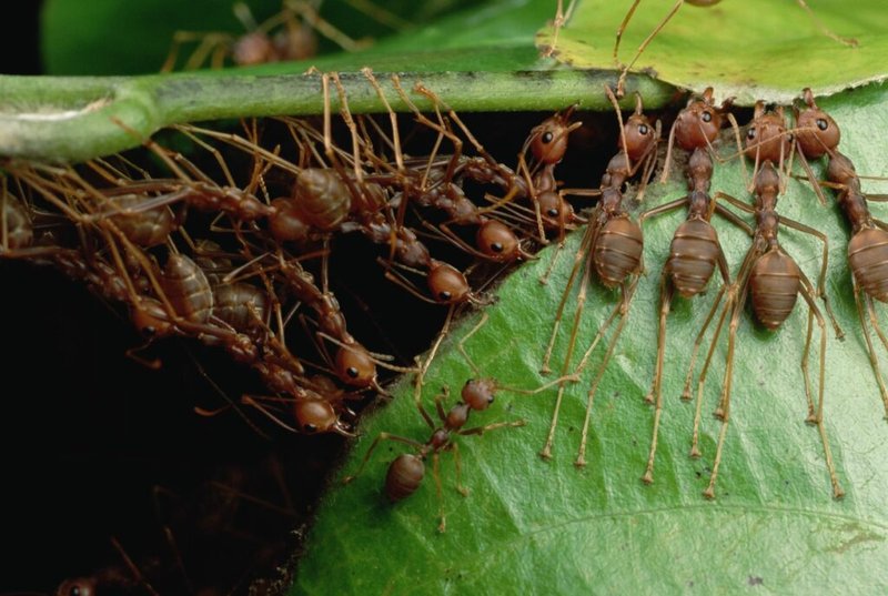 Where The Ant Lives And How It Adapts