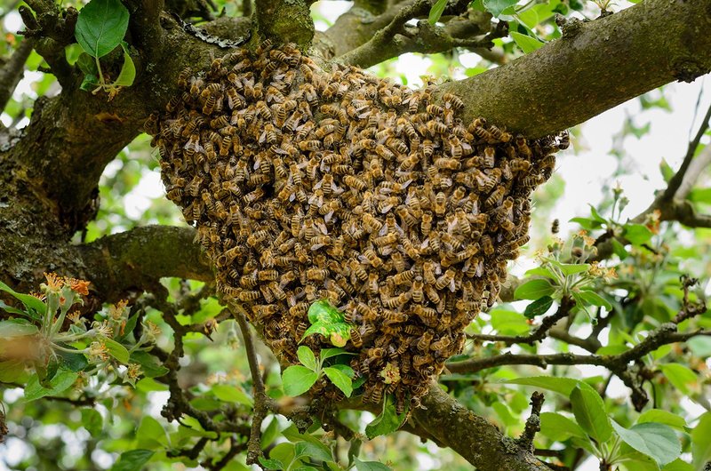 Where The Bee Lives And How It Adapts