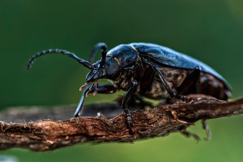 Where The Beetle Lives And How It Adapts