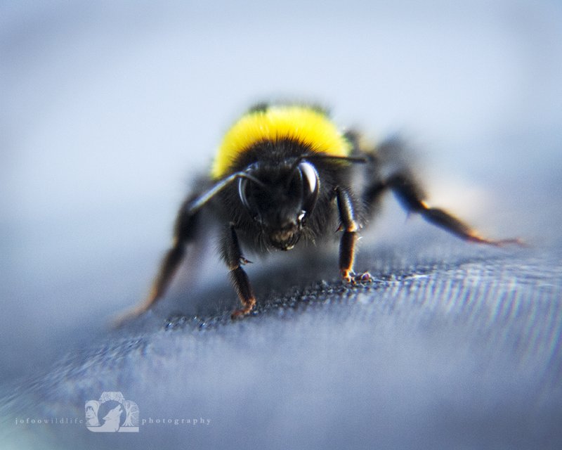 Where The Bumblebee Lives And How It Adapts