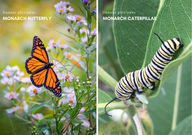 Where The Butterfly Lives And How It Adapts