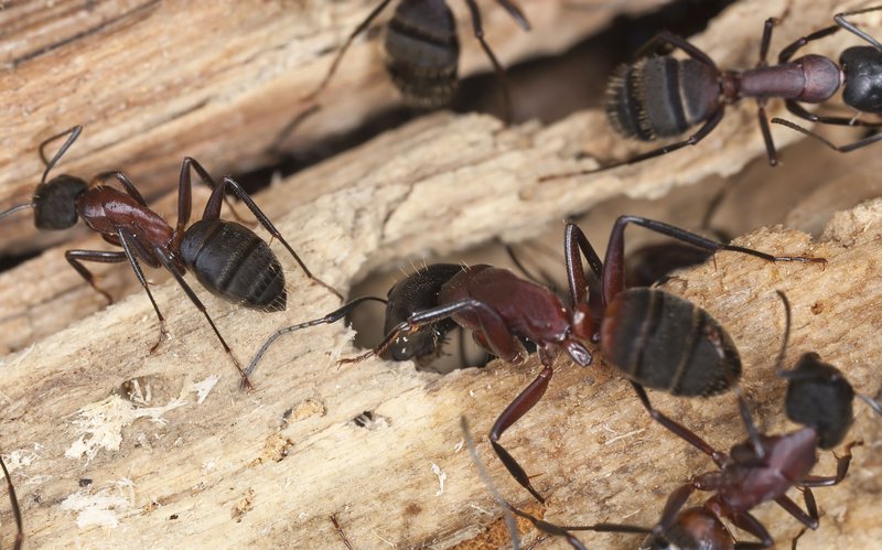 Where The Carpenter Ant Lives And How It Adapts