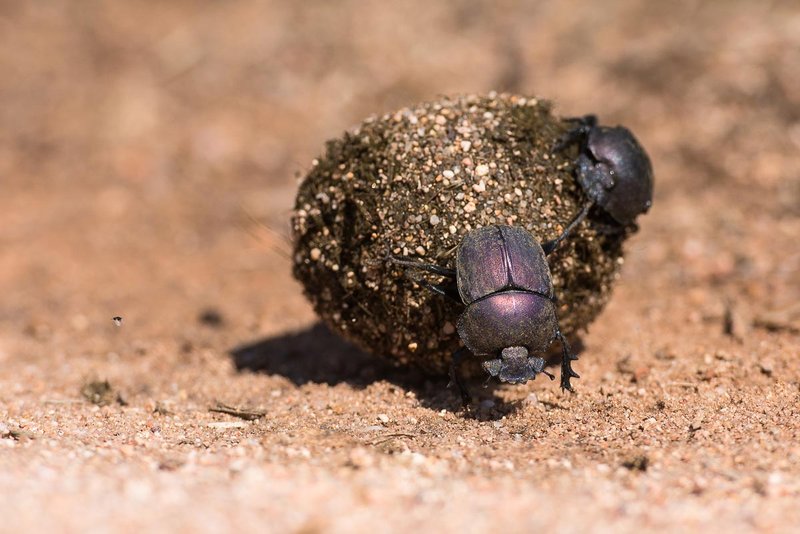 Where The Dung Beetle Lives And How It Adapts