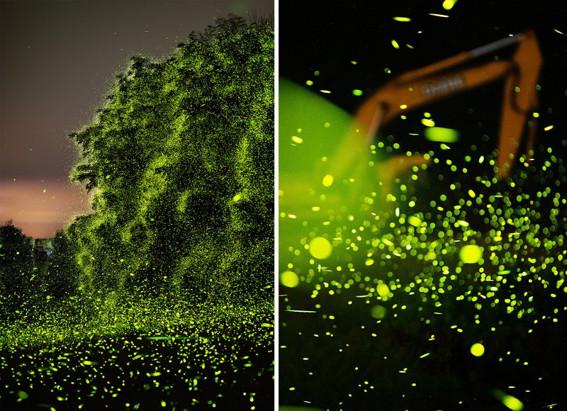 Where The Firefly Lives And How It Adapts