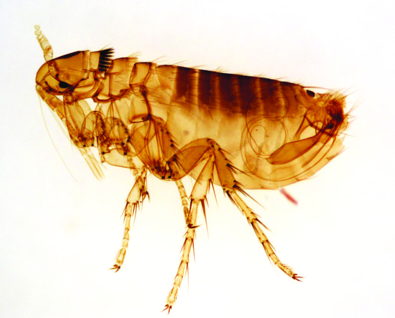Where The Flea Lives And How It Adapts