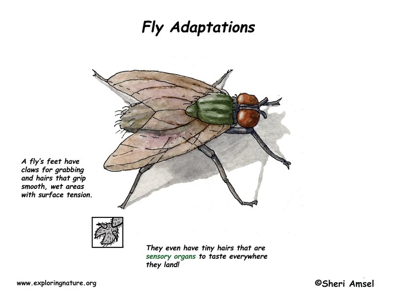 Where The Fly Lives And How It Adapts
