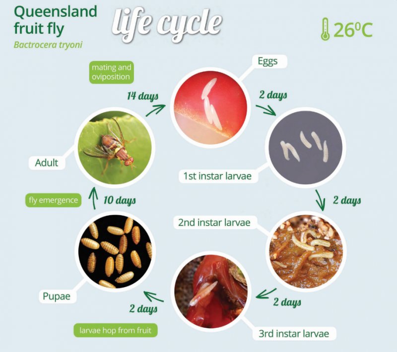 Where The Fruit Fly Lives And How It Adapts