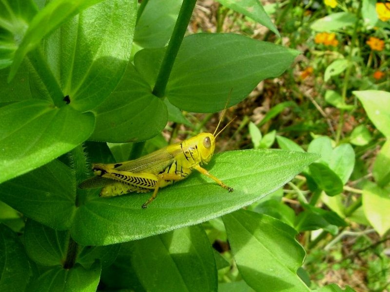 Where The Grasshopper Lives And How It Adapts
