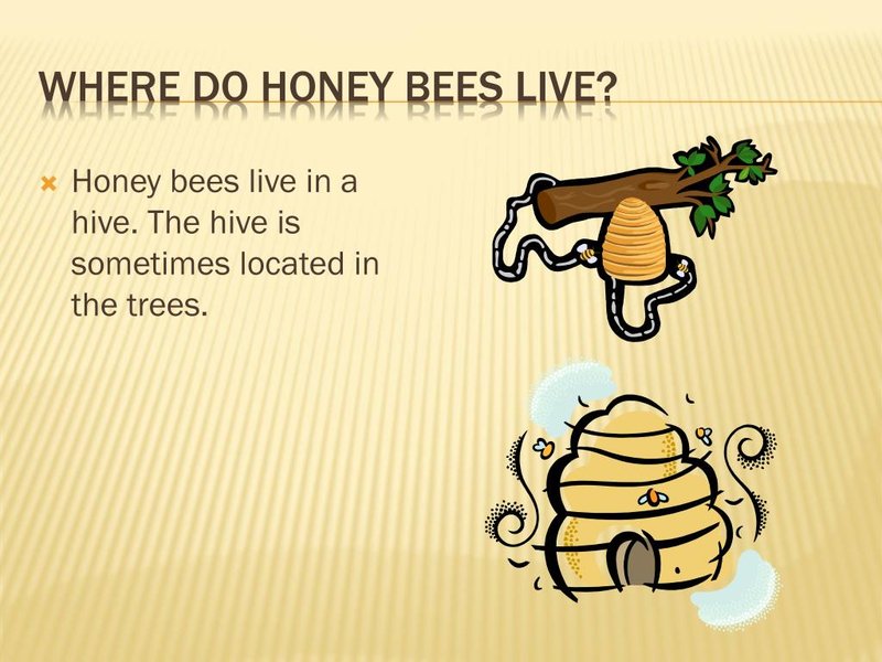 Where The Honey Bee Lives And How It Adapts