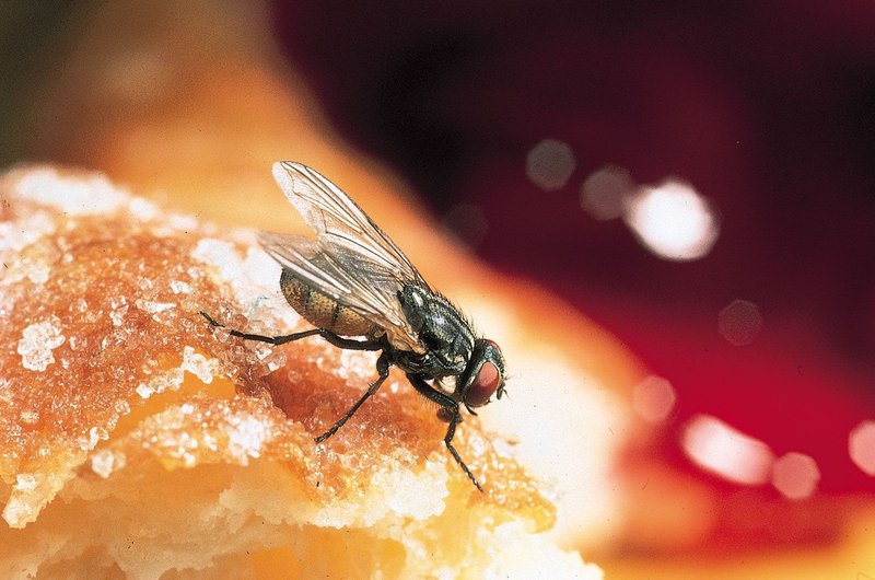 Where The Housefly Lives And How It Adapts