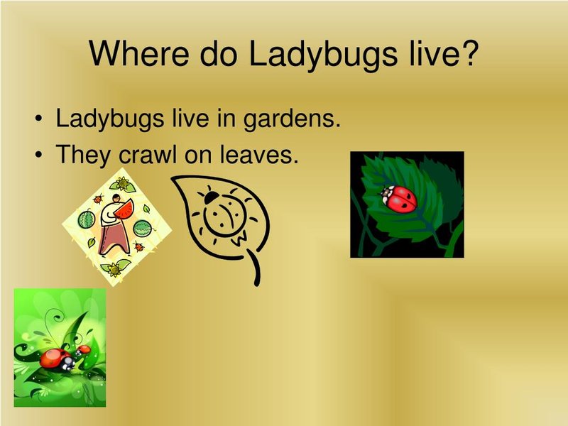 Where The Ladybug Lives And How It Adapts