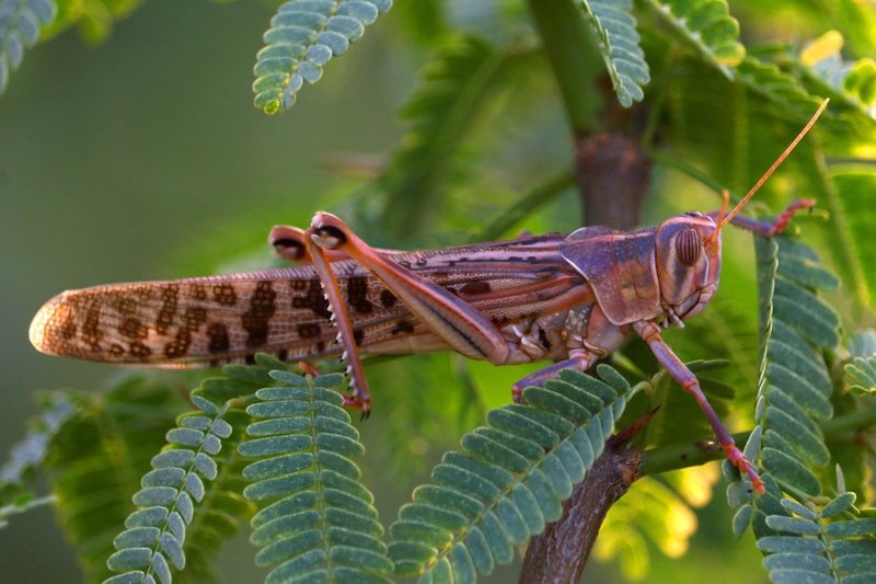 Where The Locust Lives And How It Adapts
