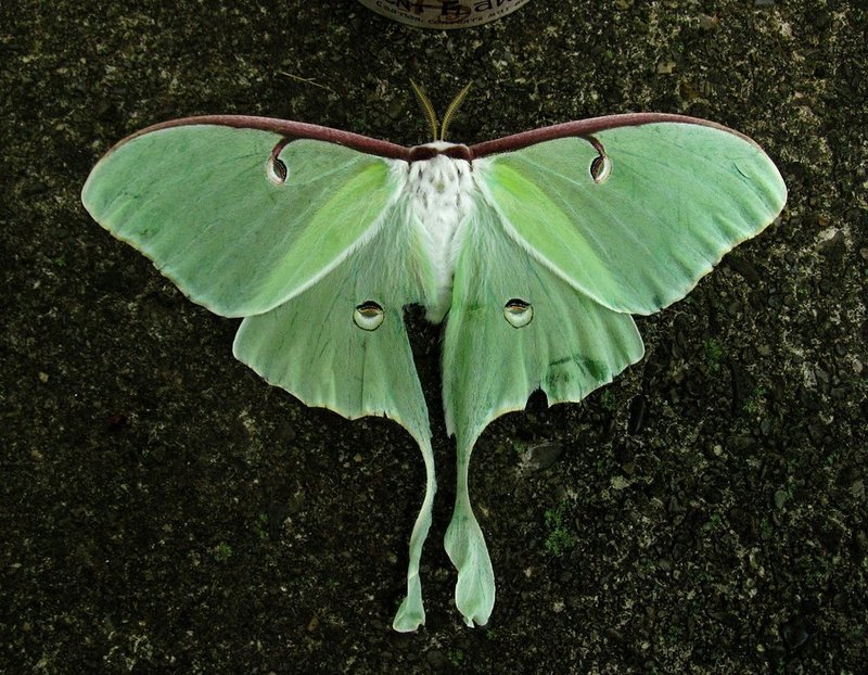 Where The Luna Moth Lives And How It Adapts
