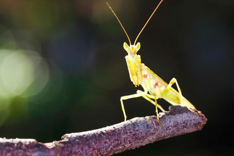 Where The Mantid Lives And How It Adapts