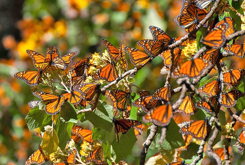 Where The Monarch Butterfly Lives And How It Adapts