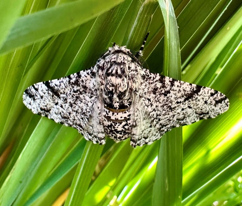 Where The Moth Lives And How It Adapts