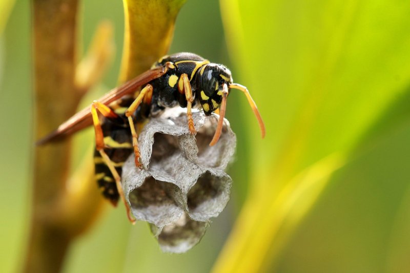 Where The Paper Wasp Lives And How It Adapts