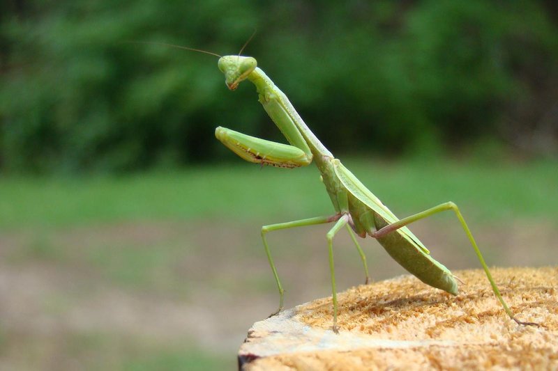 Where The Praying Mantis Lives And How It Adapts