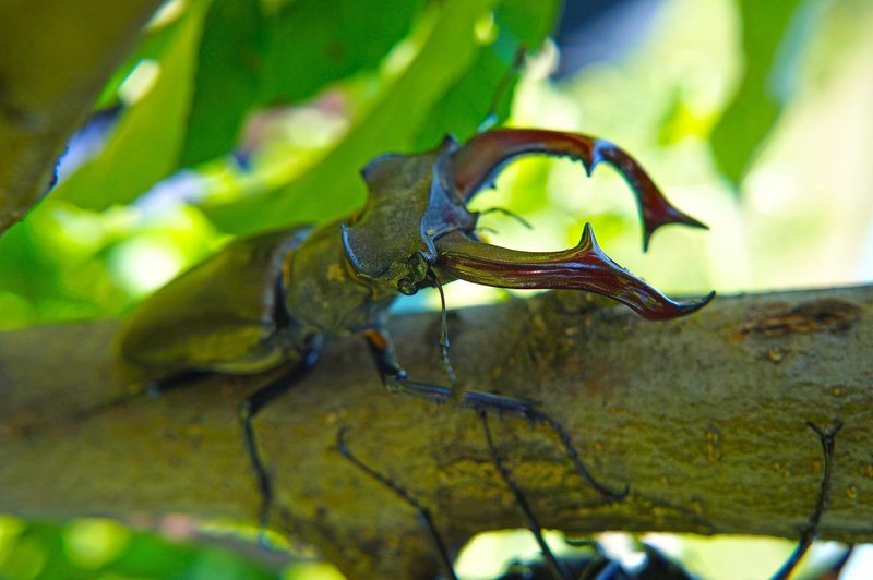 Where The Stag Beetle Lives And How It Adapts