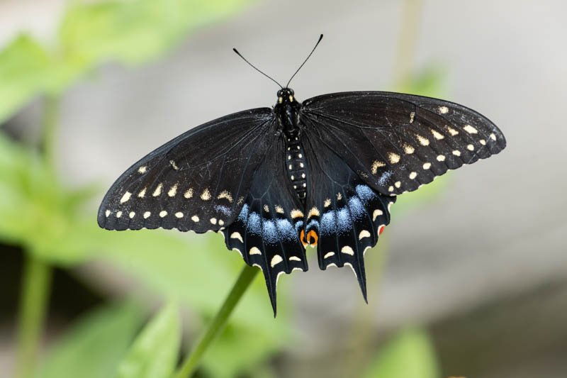 Where The Swallowtail Butterfly Lives And How It Adapts