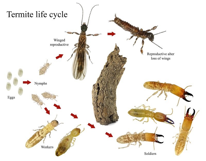 Where The Termite Lives And How It Adapts