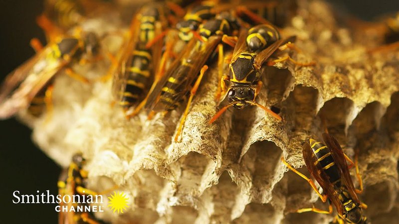 Where The Wasp Lives And How It Adapts