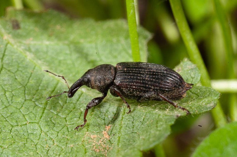 Where The Weevil Lives And How It Adapts