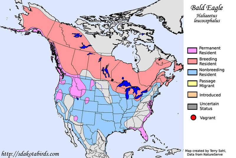 Where To Spot The Bald Eagle: Global Habitats And Ranges