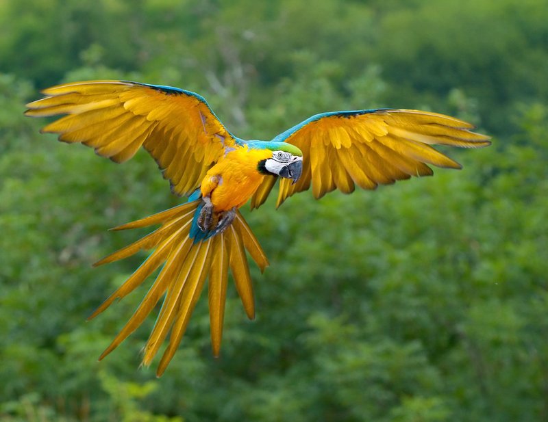 Where To Spot The Blue-And-Yellow Macaw: Global Habitats And Ranges