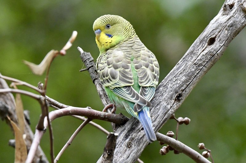 Where To Spot The Budgie: Global Habitats And Ranges