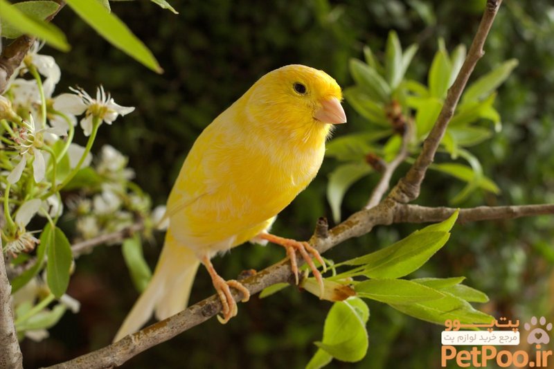 Where To Spot The Canary: Global Habitats And Ranges